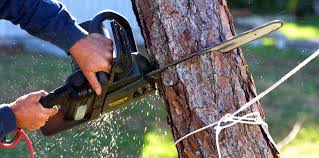 Best Hazardous Tree Removal  in Modesto, CA