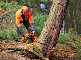 Best Seasonal Cleanup (Spring/Fall)  in Modesto, CA