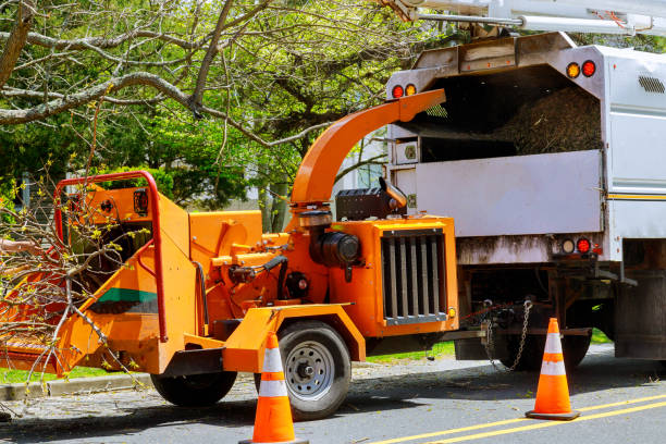 Best Firewood Processing and Delivery  in Modesto, CA