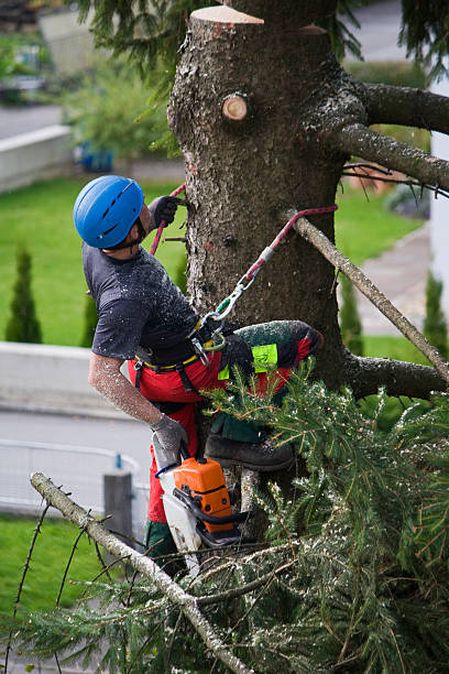 Best Tree Planting Services  in Modesto, CA