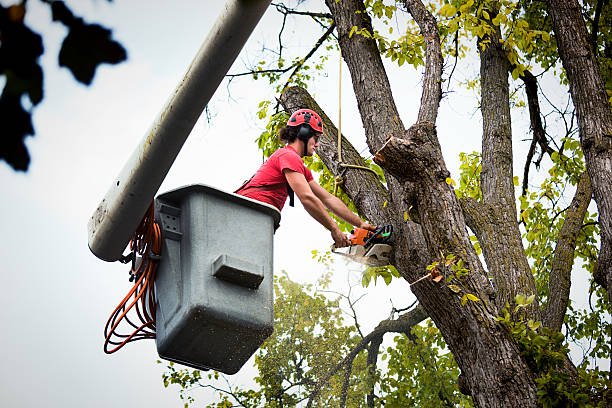 How Our Tree Care Process Works  in  Modesto, CA